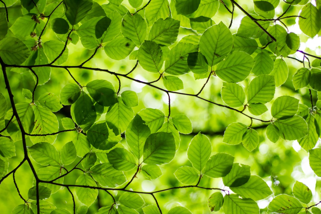Close-up view of lush green leaves on a tree canopy against sunlight